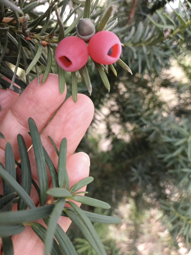 曼地亚红豆杉红豆杉大量有货各种规格基地发货