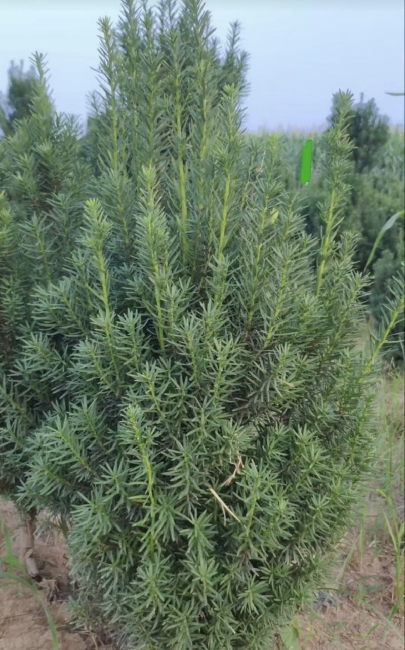 曼地亚红豆杉红豆杉大量有货各种规格基地发货