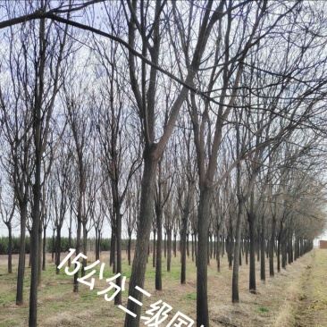 精品国槐8-13公分规格齐全苗圃直发精选国槐