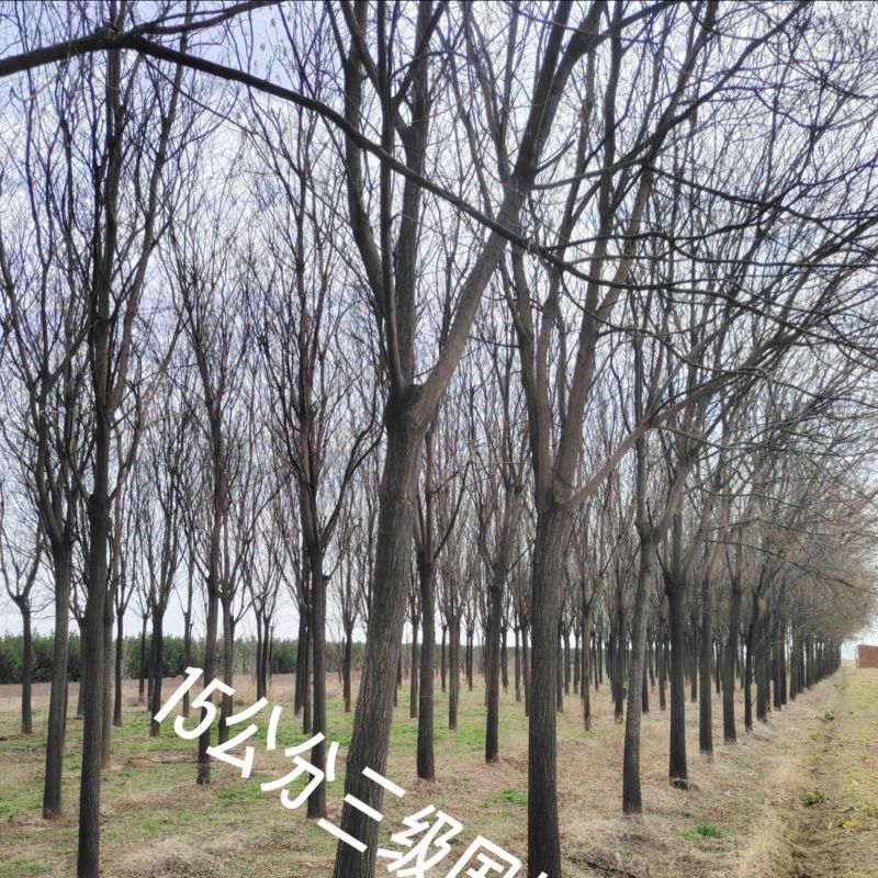 精品国槐8-13公分规格齐全苗圃直发精选国槐