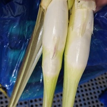 美人茭，精品茭白，肉质白嫩，个头均匀，诚信商家，视频看货