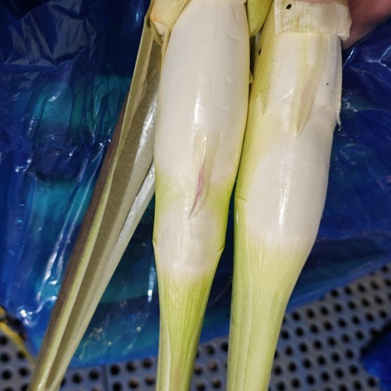 美人茭，精品茭白，肉质白嫩，个头均匀，诚信商家，视频看货