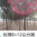精品国槐8-13公分规格齐全苗圃直发精选国槐