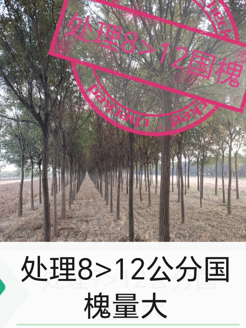 精品国槐8-13公分规格齐全苗圃直发精选国槐