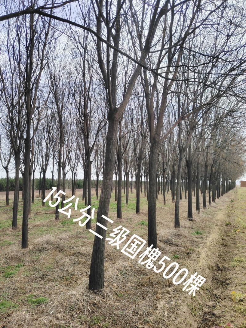 精品国槐8-13公分规格齐全苗圃直发精选国槐