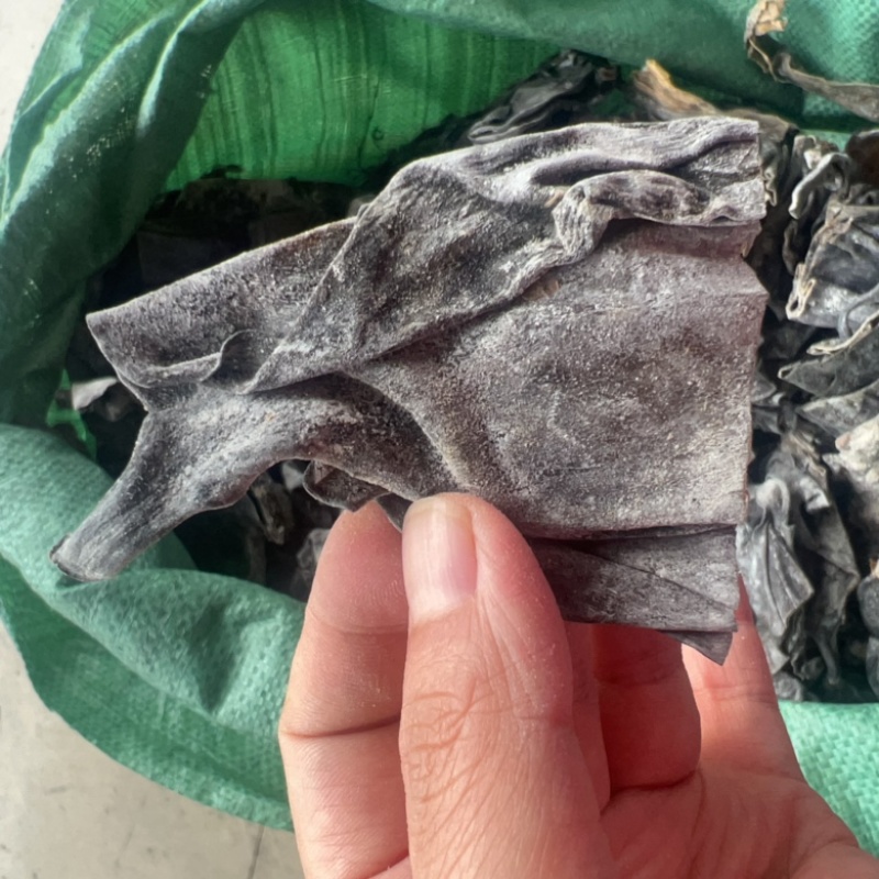 小小纯干海带头地摊电商批发厚霞浦海带批发盐盐渍海带头干