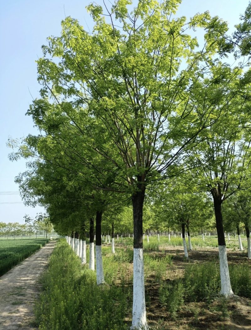 精品国槐8-13公分规格齐全苗圃直发精选国槐