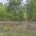 精品国槐8-13公分规格齐全苗圃直发精选国槐