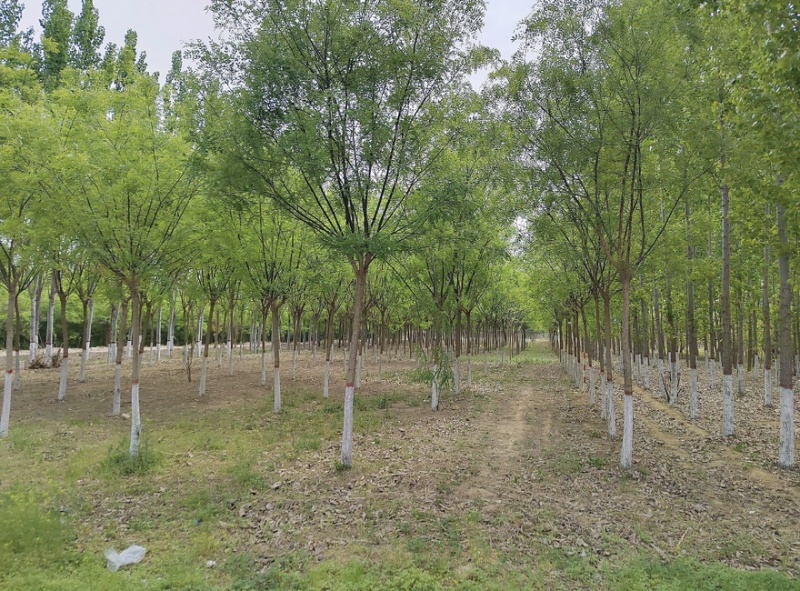 精品国槐8-13公分规格齐全苗圃直发精选国槐