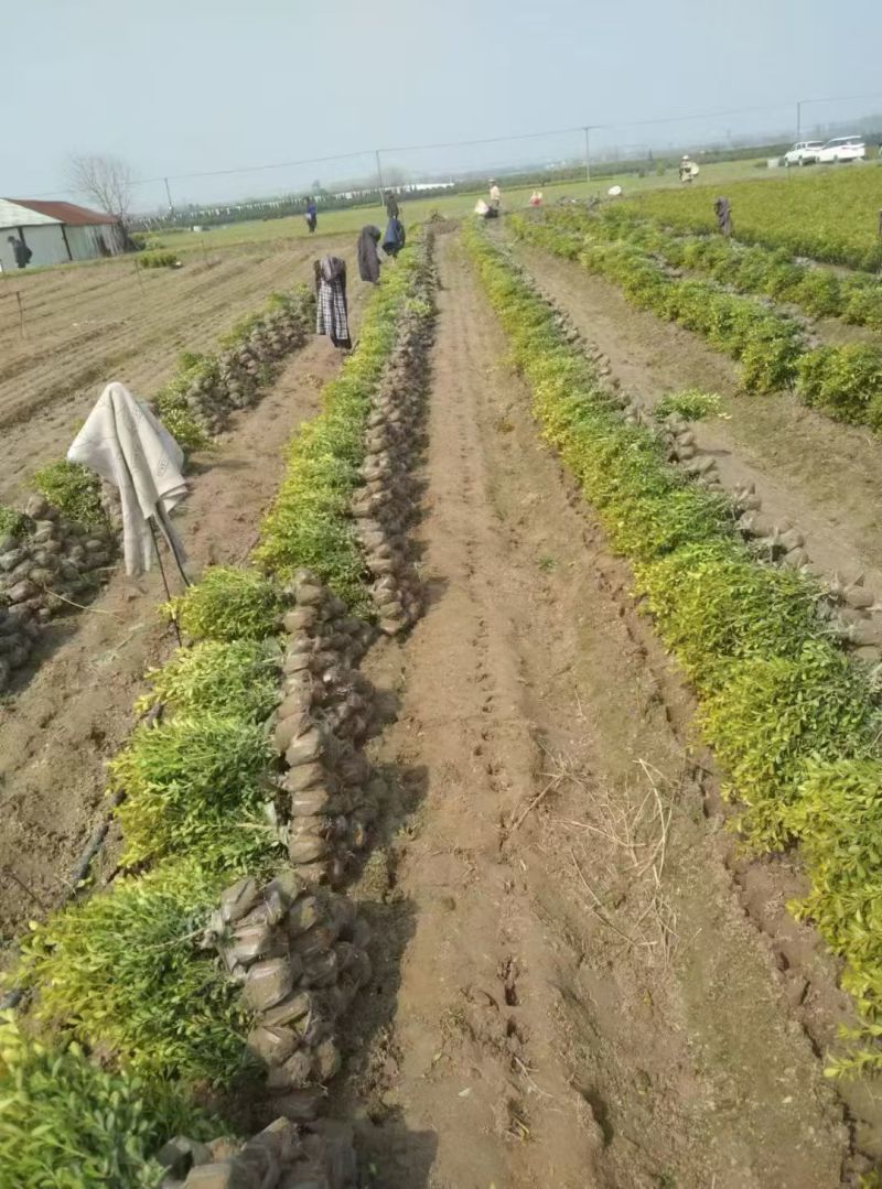 瓜子黄杨大毛球、小毛球，基地有量，欢迎来一亩田订购。