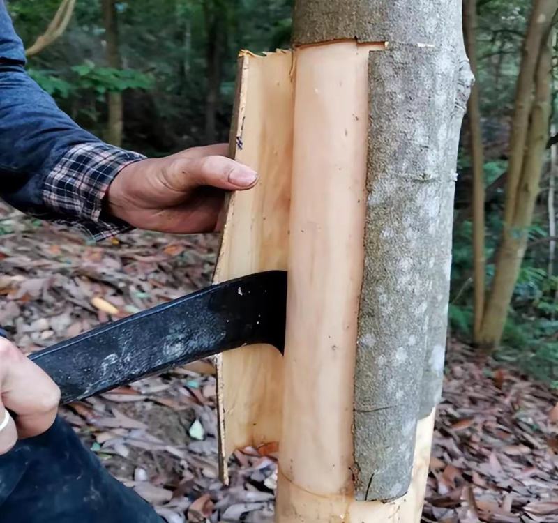桂皮