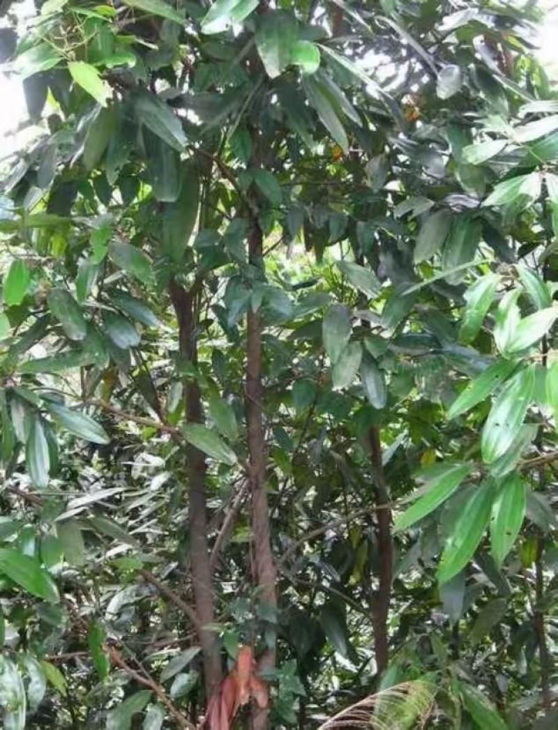 桂皮