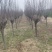 紫叶李苗圃基地直发，诚信经营，量大从优，可视频选苗