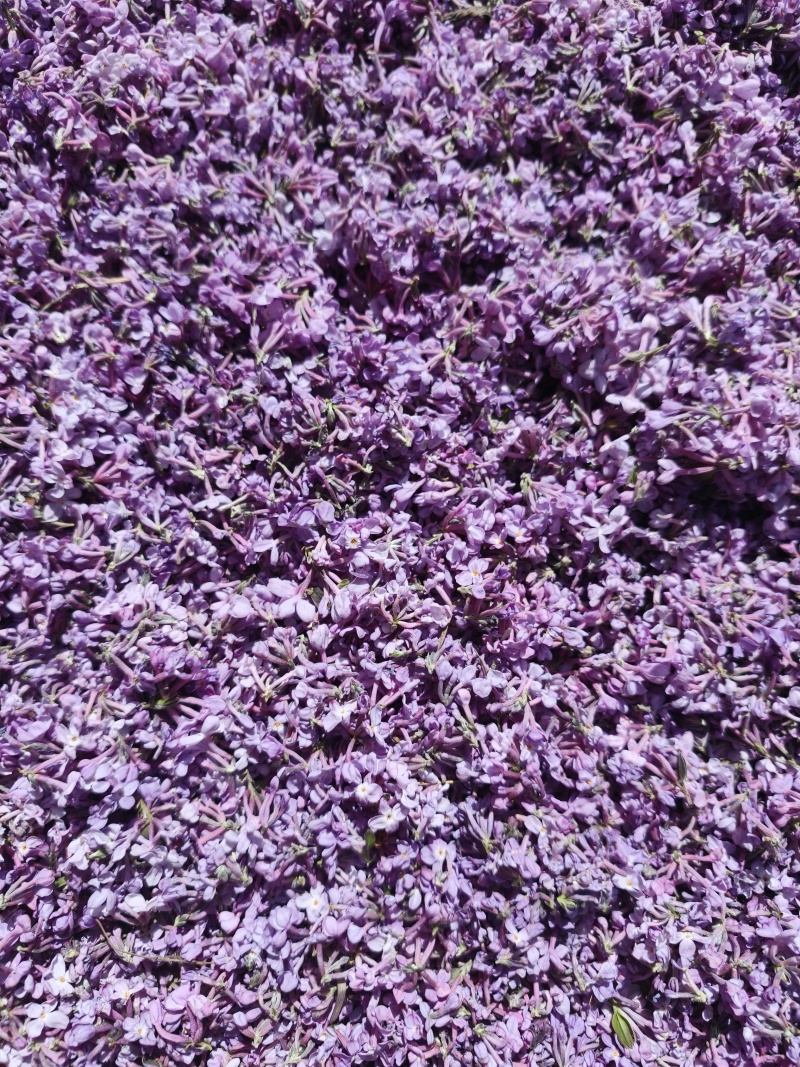 芫花干货，头疼花