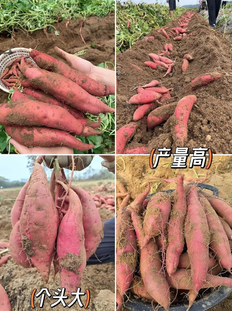 烟薯苗子/山东红薯苗/大田扩繁苗/现挖现发【带根发苗】