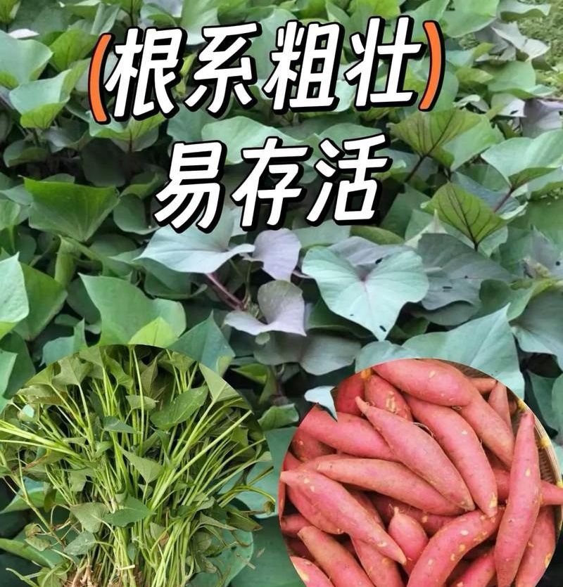 烟薯苗子/山东红薯苗/大田扩繁苗/现挖现发【带根发苗】