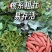 哈蜜红薯苗/山东红薯苗/大田扩繁苗/现挖现发【带根发苗】