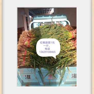 红根蒜苗1元一斤