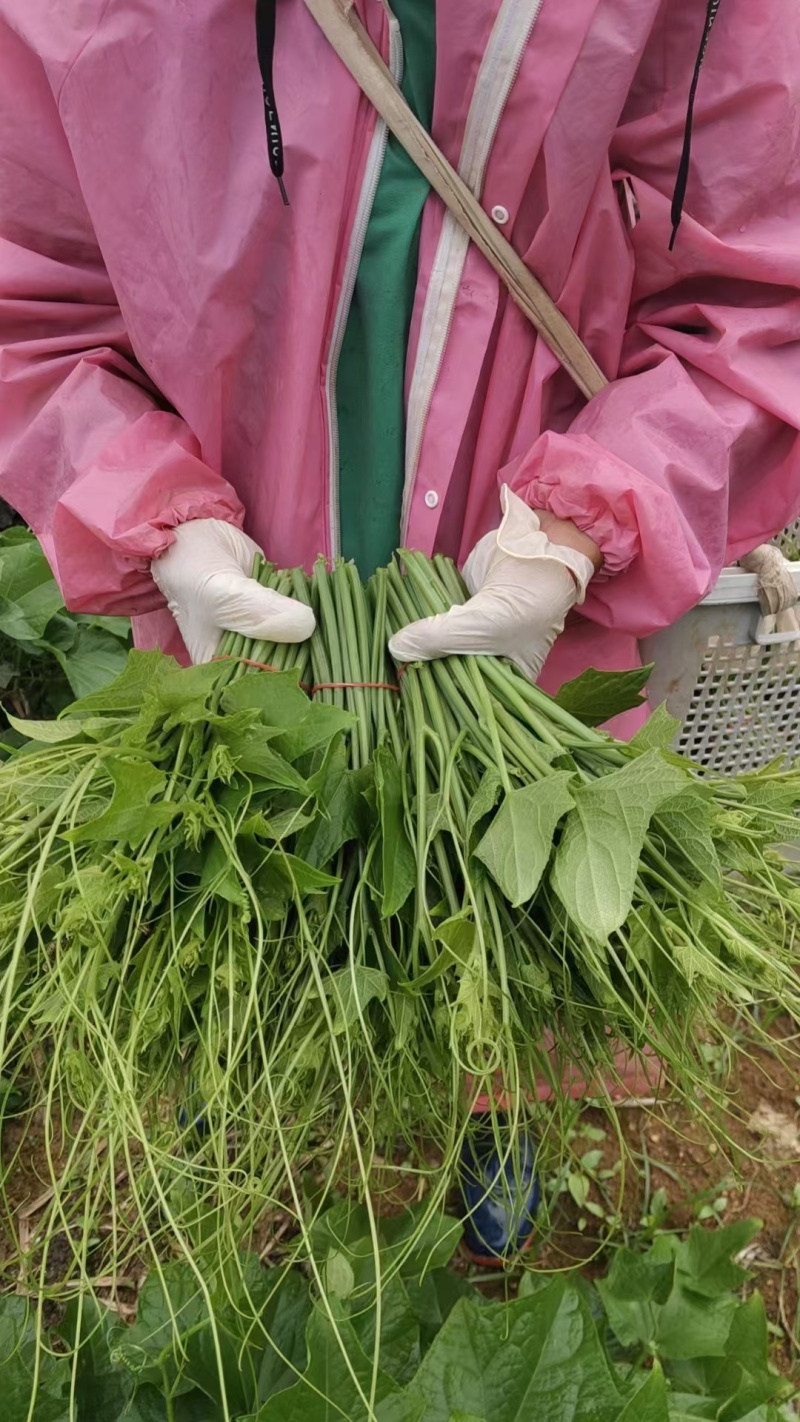 龙须菜，佛手瓜尖