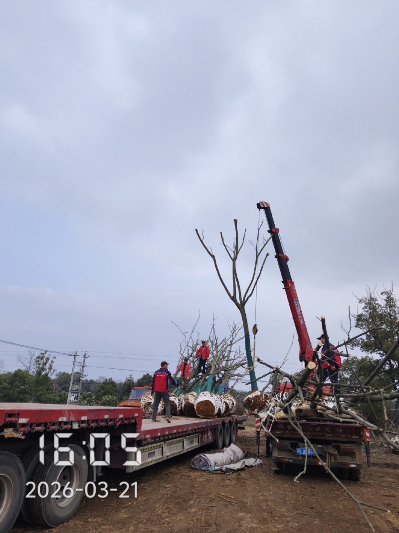 15的全冠栾树，发冒栾树全年供应，支持线上保障交易
