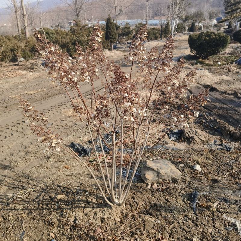 木绣球球