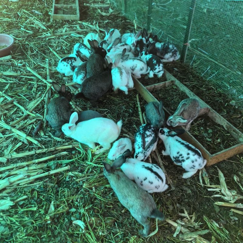 散养兔