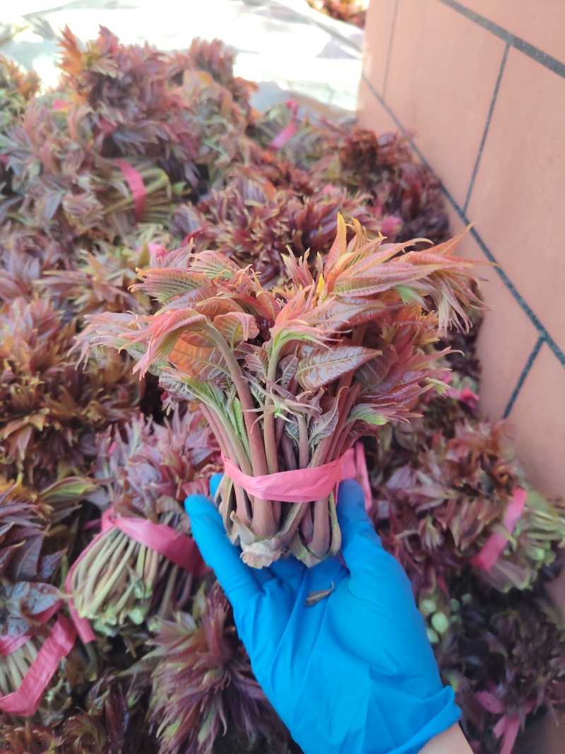 头茬嫩芽红油香椿