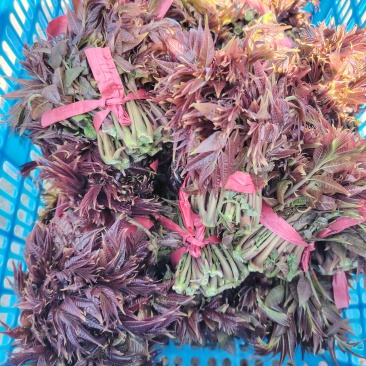 头茬嫩芽红油香椿