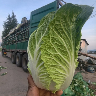 云南黄心大白菜大量上市大娃娃菜质量保证产地直供