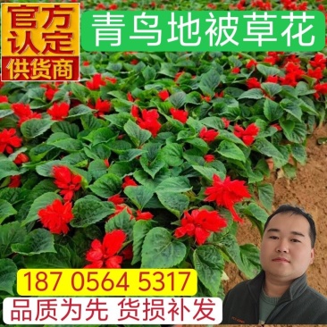 一串红优质串红产地直发欢迎实地看货