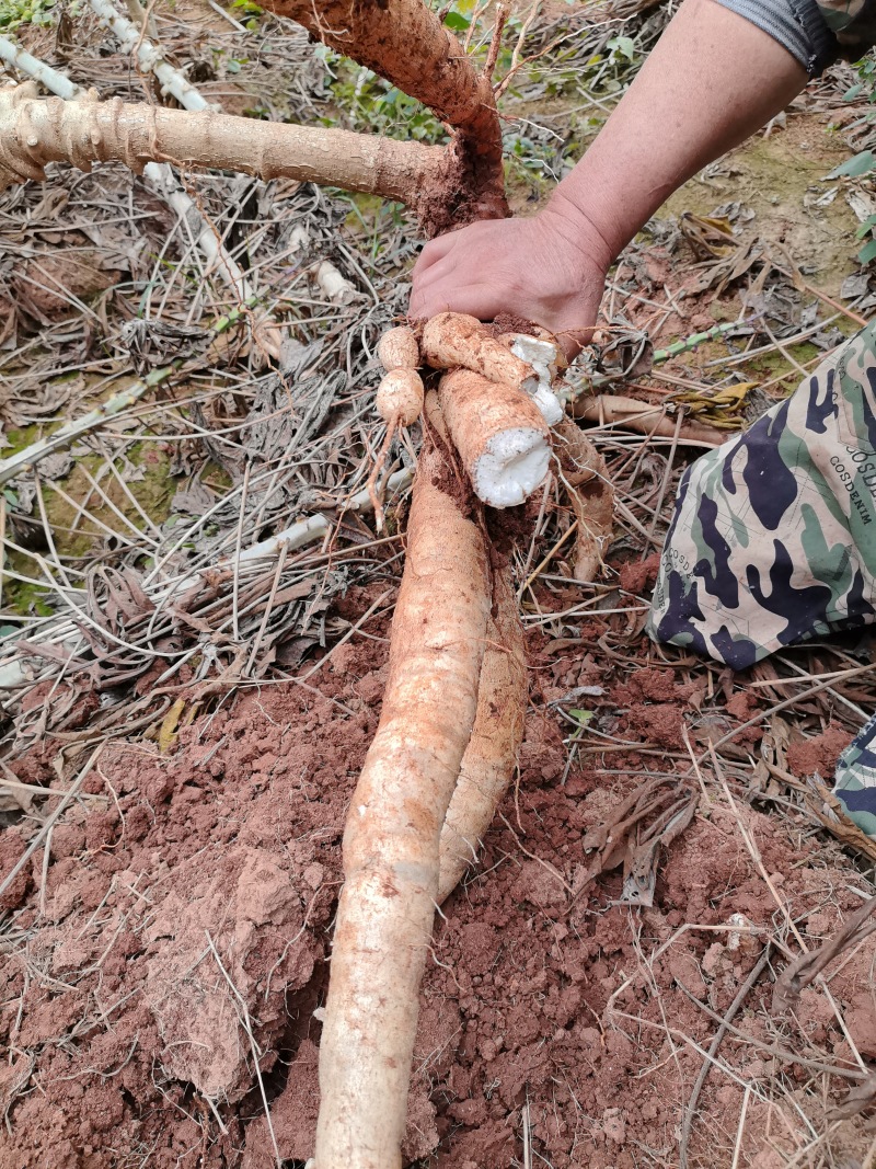 白皮白肉鲜木薯大量供应欢迎各位老板合作采购