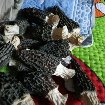 羊肚菌