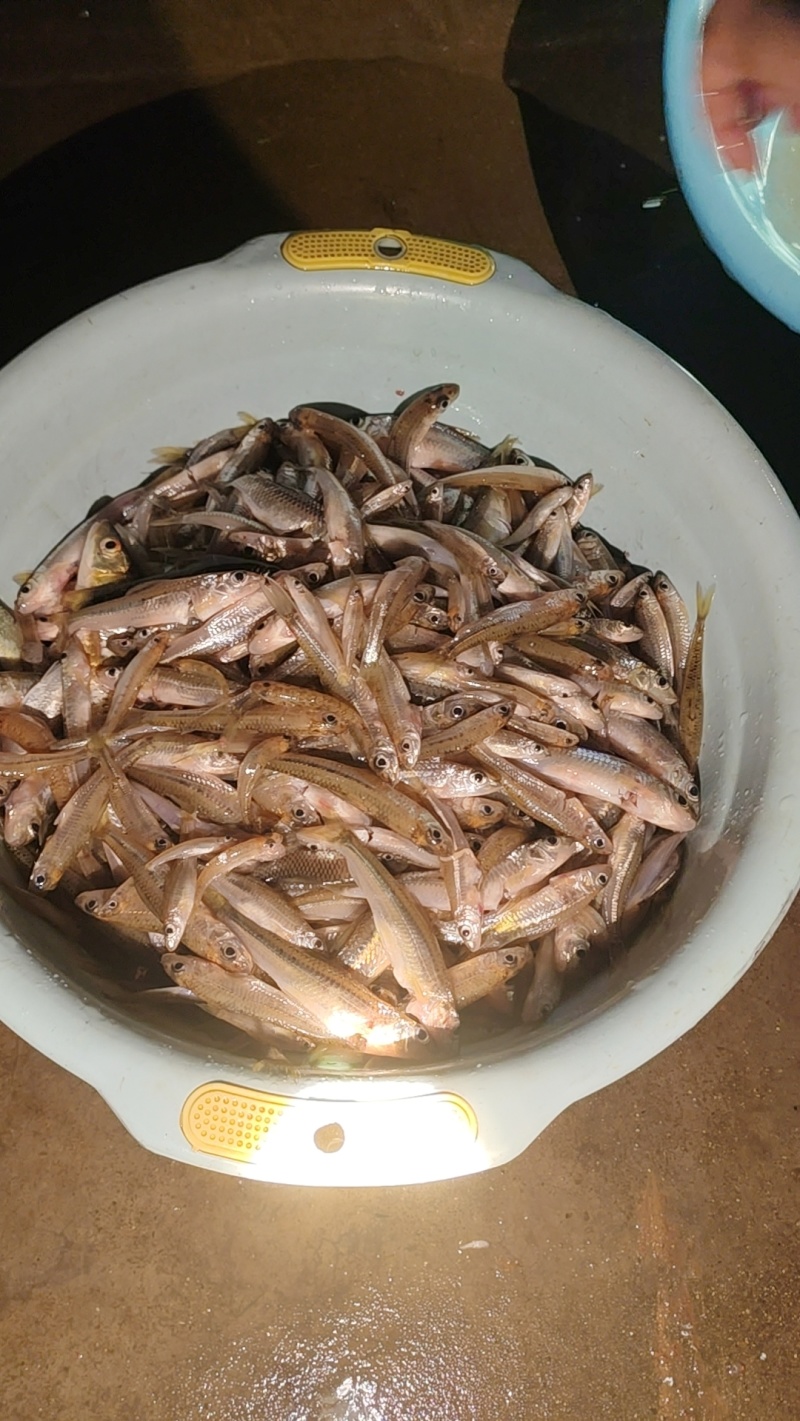 湖南油炸混子鱼
