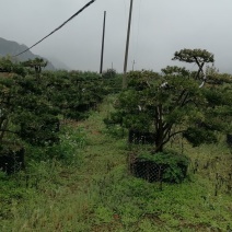 造型罗汉松庭院**