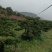 造型罗汉松庭院**