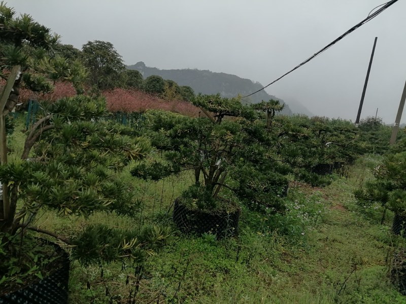造型罗汉松庭院**