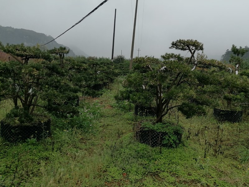 造型罗汉松庭院**