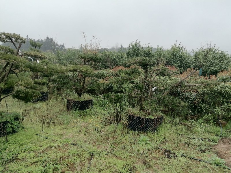 造型罗汉松庭院**