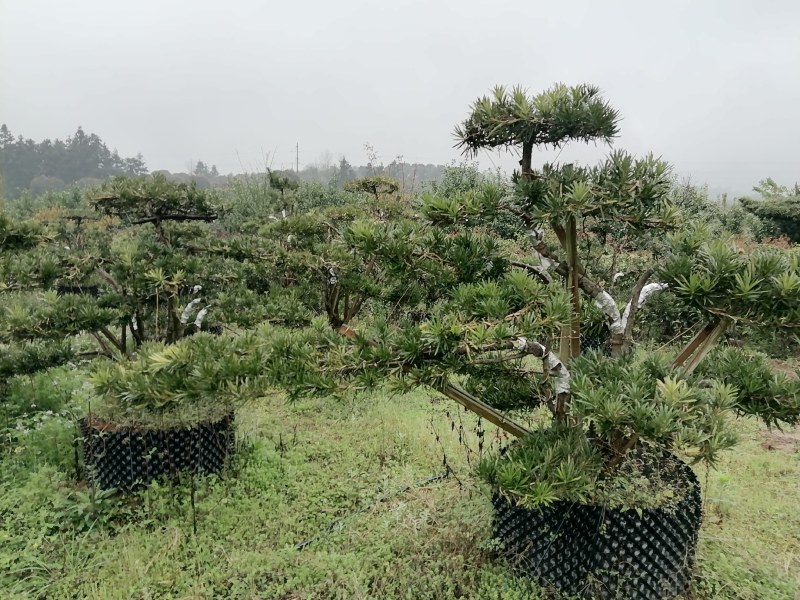 造型罗汉松庭院**