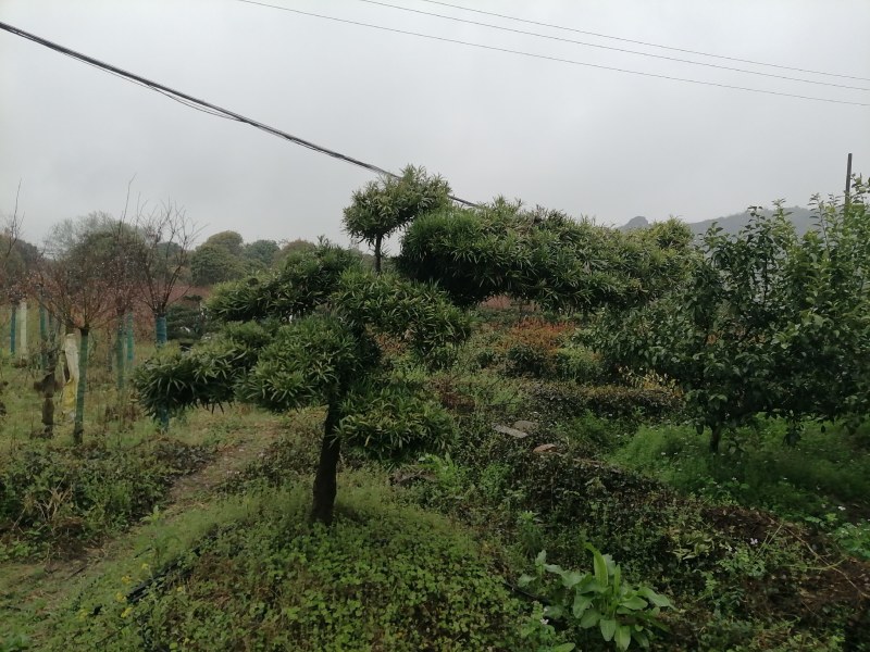 造型罗汉松庭院**