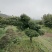 造型罗汉松庭院**