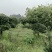 造型罗汉松庭院**