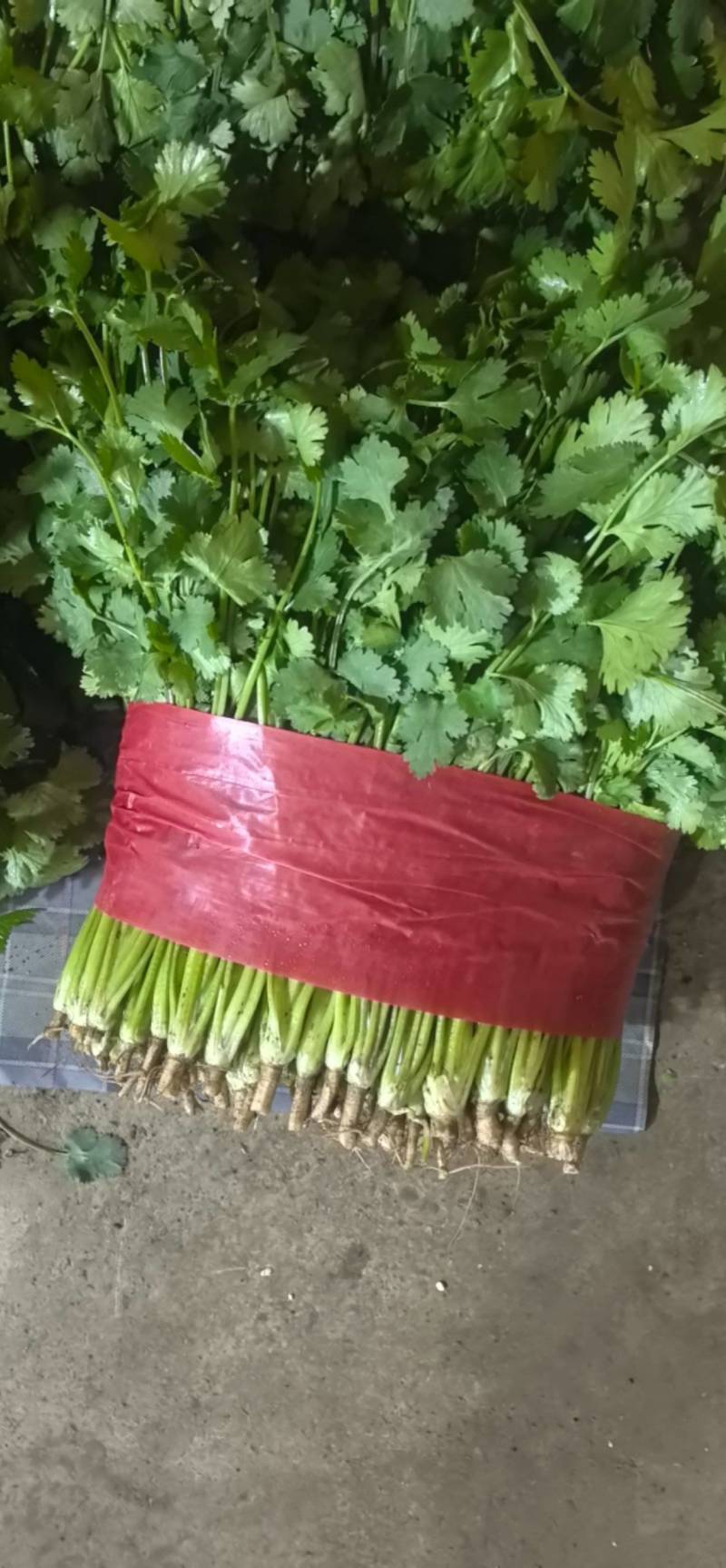 山东泰安精品大叶香菜，货量足，品质佳欢迎咨询