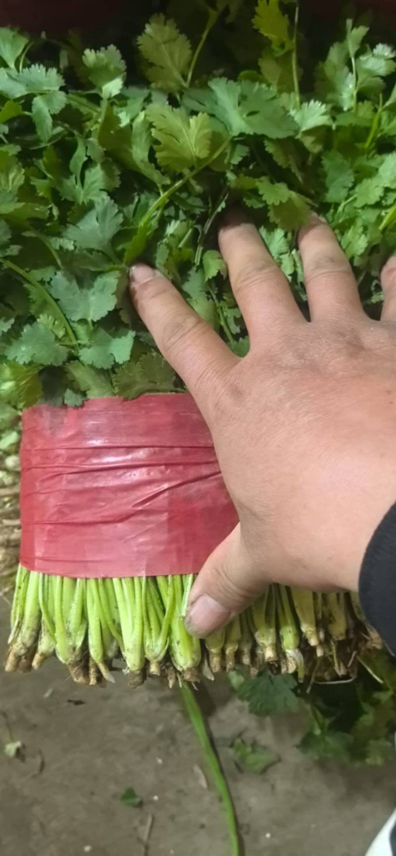 山东泰安精品大叶香菜，货量足，品质佳欢迎咨询