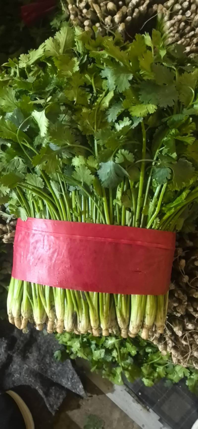 山东泰安精品大叶香菜，货量足，品质佳欢迎咨询