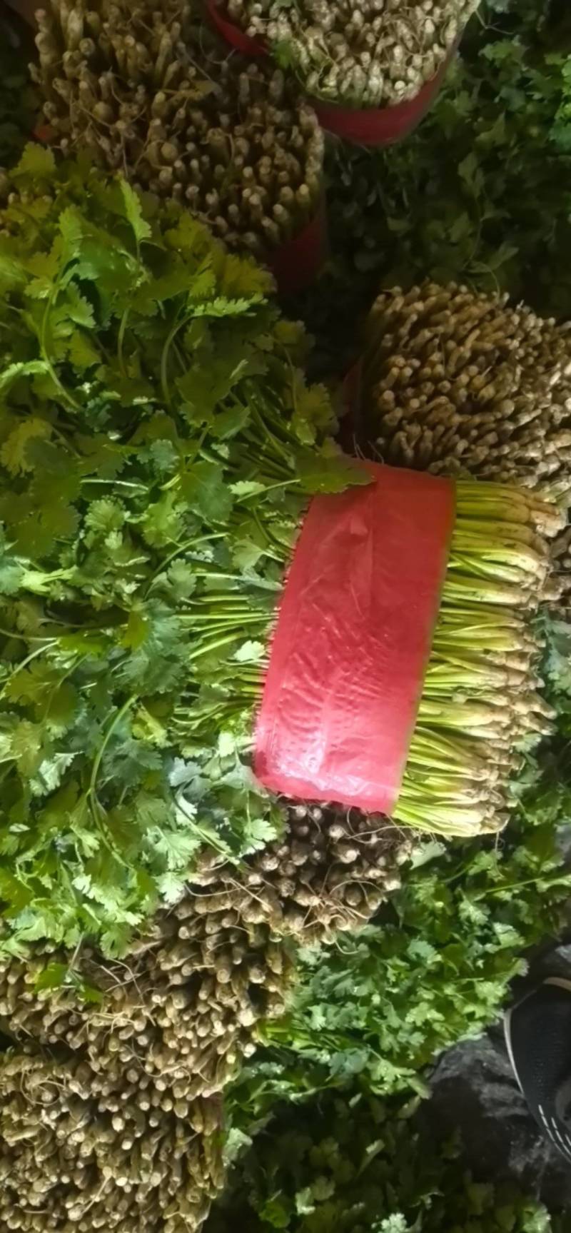山东泰安精品大叶香菜，货量足，品质佳欢迎咨询