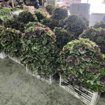 光滑细嫩的红苋菜