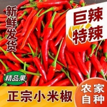优质精品小米椒今日特价电商超市加工厂各大批发市场直供联系