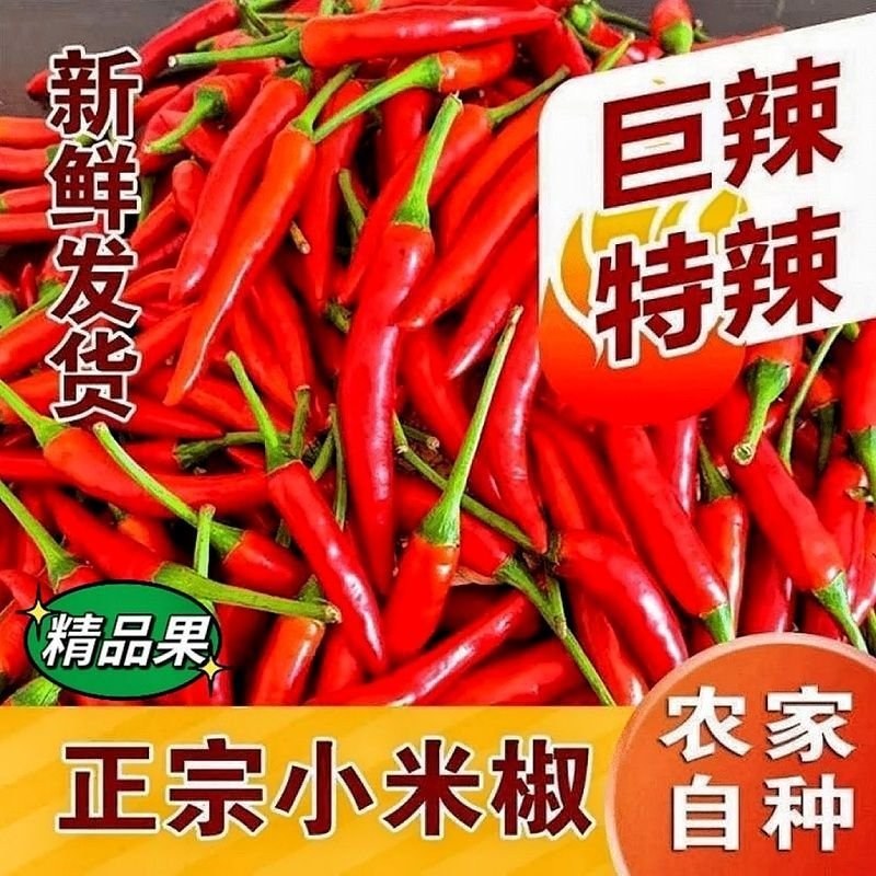 优质精品小米椒今日特价电商超市加工厂各大批发市场直供联系
