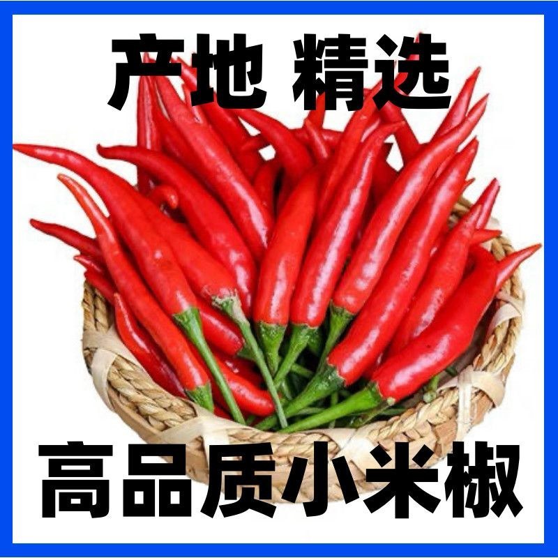 优质精品小米椒今日特价电商超市加工厂各大批发市场直供联系